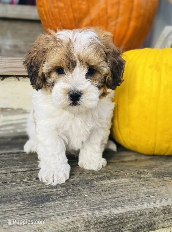 Scottie – Shihpoo puppy for sale in Marysville, KS
