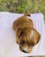 Oran, a male Cavapoo for sale in Marysville, KS – 2 of 4