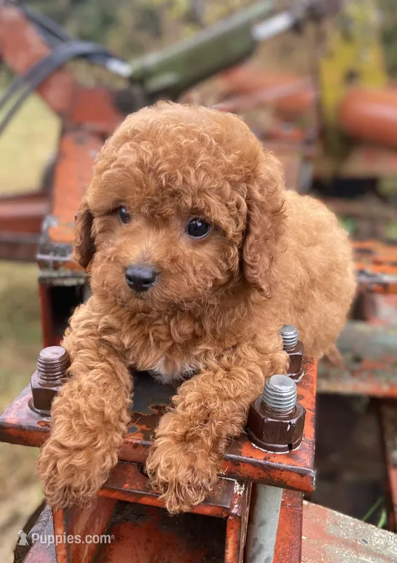 Ruby – Cavapoo puppy for sale in Marysville, KS