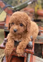 Ruby, a female Cavapoo for sale in Marysville, KS – 1 of 3