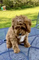 Copper, a male Cavapoo for sale in Marysville, KS – Photo 3 of 3