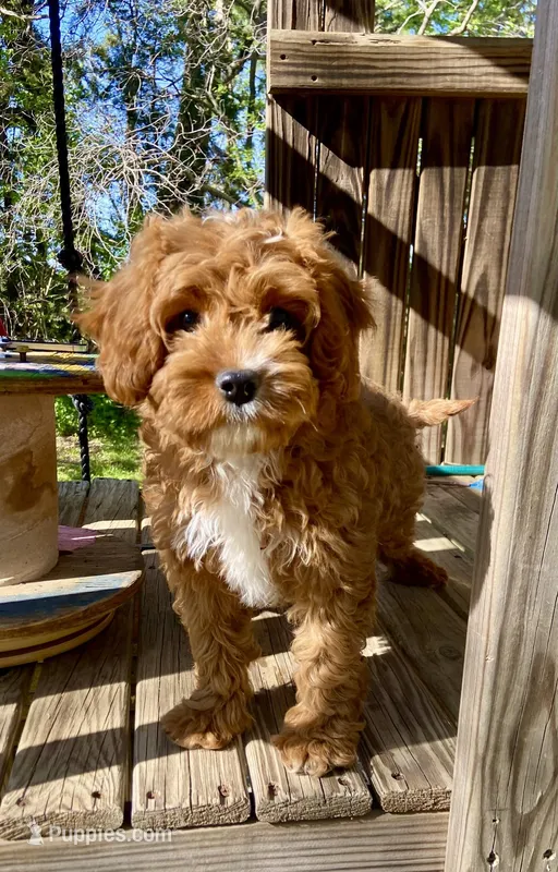 Copper – Cavapoo puppy for sale in Marysville, KS