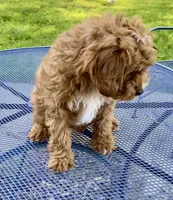 Copper, a male Cavapoo for sale in Marysville, KS – Photo 2 of 3