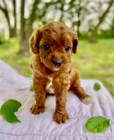 Fiona , a female Cavapoo for sale in Marysville, KS – 1 of 4