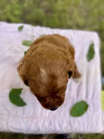 Fiona , a female Cavapoo for sale in Marysville, KS – 2 of 4