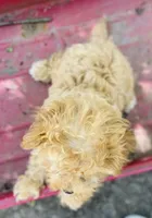 Bella, a female Maltipoo for sale in Marysville, KS – 3 of 3