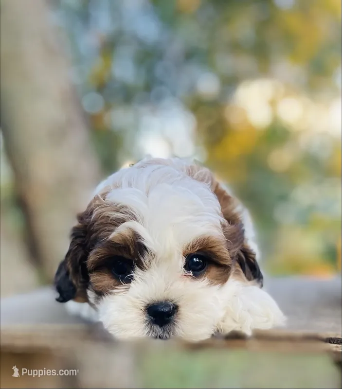 Blaire – Shihpoo puppy for sale in Marysville, KS