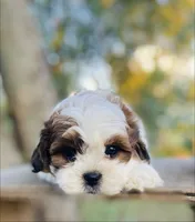 Blaire, a female Shihpoo for sale in Marysville, KS – 1 of 5