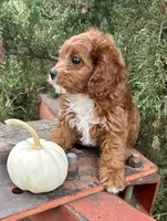 Maverick , a male Cavapoo for sale in Marysville, KS – 2 of 2