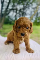 Anna, a female Cavapoo for sale in Marysville, KS – 3 of 5