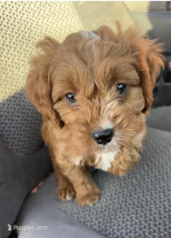 Tracker – Cavapoo puppy for sale in Marysville, KS