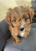 Tracker, a male Cavapoo for sale in Marysville, KS – Photo 1 of 2