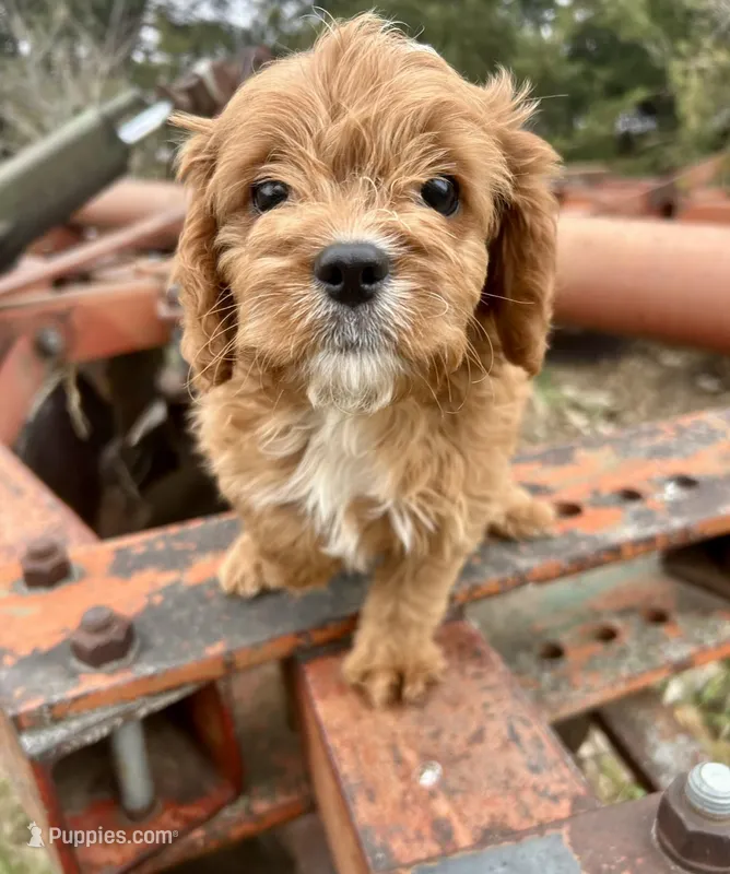 Tracker – Cavapoo puppy for sale in Marysville, KS
