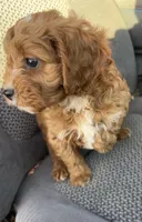 Tracker, a male Cavapoo for sale in Marysville, KS – Photo 2 of 2