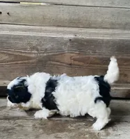 Pippa, a female Shihpoo for sale in Marysville, KS – 3 of 3