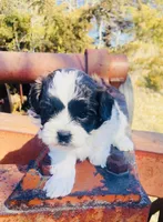 Doug, a male Shihpoo for sale in Marysville, KS – Photo 1 of 3