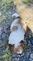 Scottie, a male Shihpoo for sale in Marysville, KS – 2 of 3