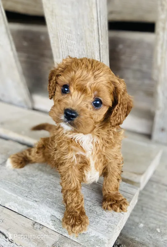 Todd – Cavapoo puppy for sale in Marysville, KS