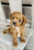 Todd, a male Cavapoo for sale in Marysville, KS – 1 of 3