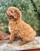 Ruby, a female Cavapoo for sale in Marysville, KS – 3 of 3
