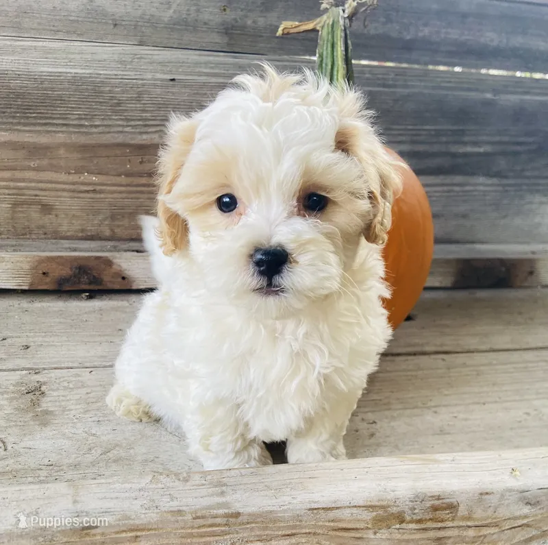 Jed – Shihpoo puppy for sale in Marysville, KS