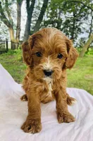Oran, a male Cavapoo for sale in Marysville, KS – 1 of 4