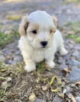 Jed, a male Shihpoo for sale in Marysville, KS – 2 of 5