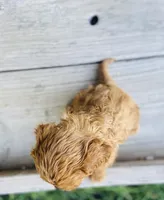 Todd, a male Cavapoo for sale in Marysville, KS – 3 of 3