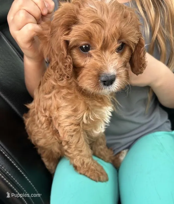 Sophia  – Cavapoo puppy for sale in Marysville, KS