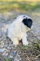 Bruce, a male Shihpoo for sale in Marysville, KS – 3 of 4