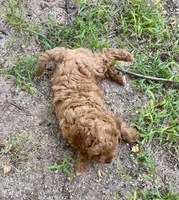 Brody, a male Cavapoo for sale in Marysville, KS – 3 of 3