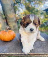 Mia, a female Shihpoo for sale in Marysville, KS – 1 of 4