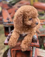 Ruby, a female Cavapoo for sale in Marysville, KS – 2 of 3