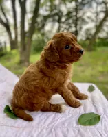 Fiona , a female Cavapoo for sale in Marysville, KS – 3 of 4