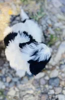 Bruce, a male Shihpoo for sale in Marysville, KS – 2 of 4