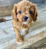 Ella, a female Cavapoo for sale in Marysville, KS – 4 of 4