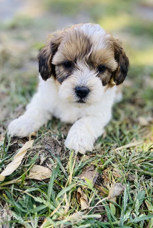 Scottie – Shihpoo puppy for sale in Marysville, KS