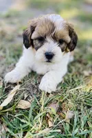 Scottie, a male Shihpoo for sale in Marysville, KS – 1 of 3