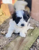 Mae, a female Shihpoo for sale in Marysville, KS – Photo 1 of 3