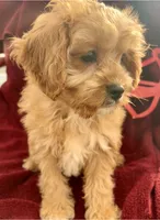 processed/06ed8e4e-e429-480d-8db4-d2d7536c2784/listing/9e75c6ff-0087-4bd4-97ae-8421edb55a9d/cc8a4ec6-3797-48e0-86fb-f34b4a9d6e40