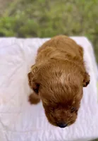 Jack, a male Cavapoo for sale in Marysville, KS – 2 of 5