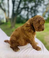 Oran, a male Cavapoo for sale in Marysville, KS – 3 of 4