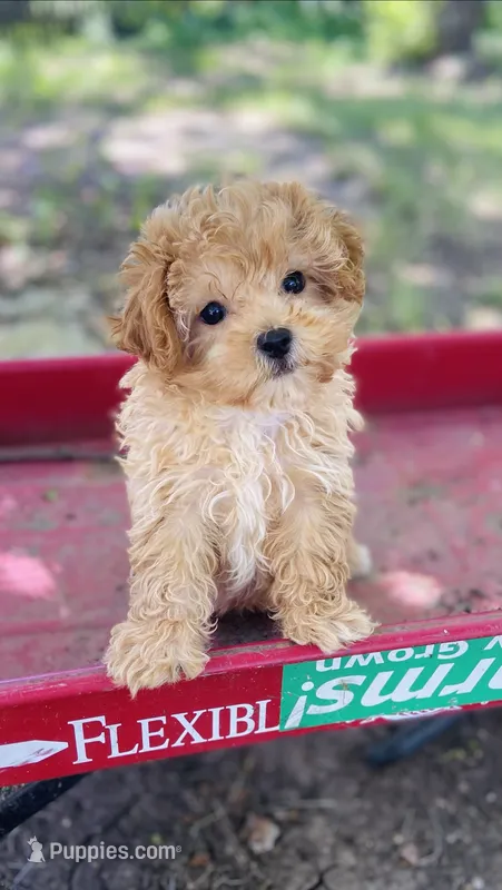 Bella – Maltipoo puppy for sale in Marysville, KS