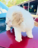 Misty, a female Maltipoo for sale in Marysville, KS – 2 of 2