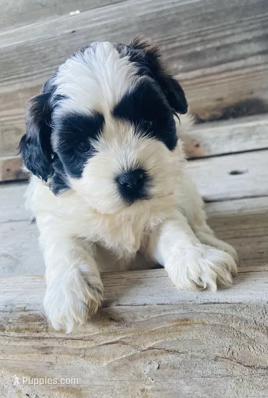 Pippa – Shihpoo puppy for sale in Marysville, KS
