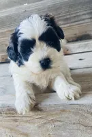Pippa, a female Shihpoo for sale in Marysville, KS – 1 of 3
