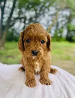 Anna, a female Cavapoo for sale in Marysville, KS – 5 of 5