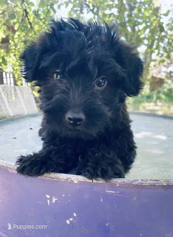 Rocky  – Yorkipoo puppy for sale in Marysville, KS