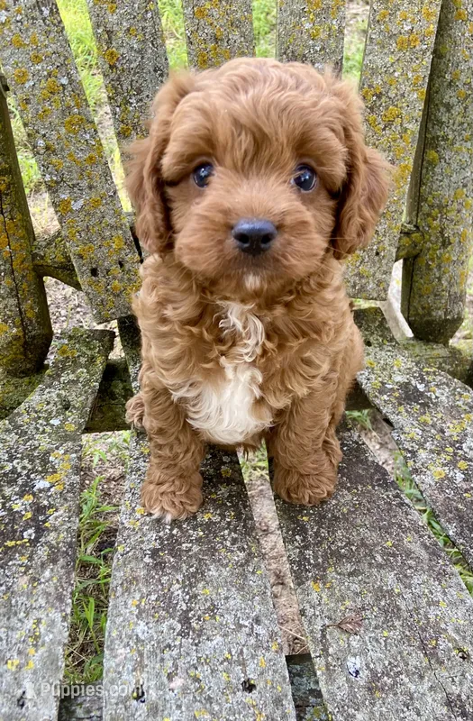 Brody – Cavapoo puppy for sale in Marysville, KS