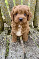 Brody, a male Cavapoo for sale in Marysville, KS – 1 of 3